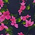 Navy Fuchsia