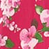 Fuchsia Multi