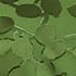 Fern Green