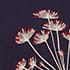 Cow Parsley
